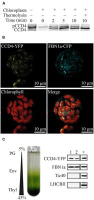 Identification of Plastoglobules as a Site of Carotenoid Cleavage